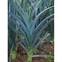 LEEK 'Blue Solaise' - Boondie Seeds