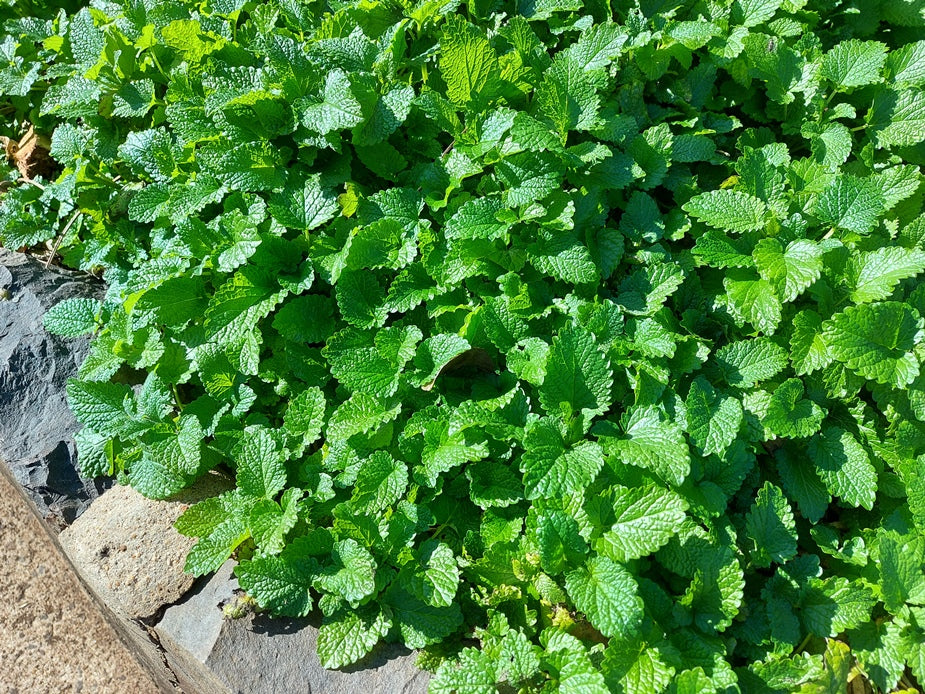 LEMON BALM seeds