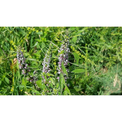 MOTHERWORT - Boondie Seeds