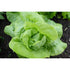 LETTUCE 'Mini Butterhead' - Boondie Seeds