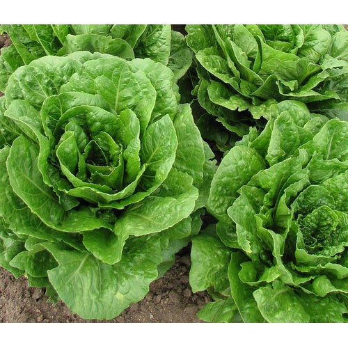 LETTUCE 'Cos' / Romaine - Boondie Seeds