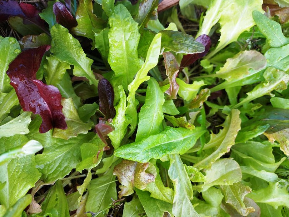 LETTUCE 'Gourmet Mixed' / Heirloom Mix seeds