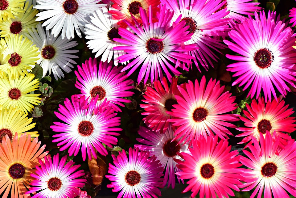 LIVINGSTONE DAISY / Ice Plant seeds