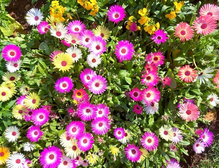 LIVINGSTONE DAISY / Ice Plant seeds