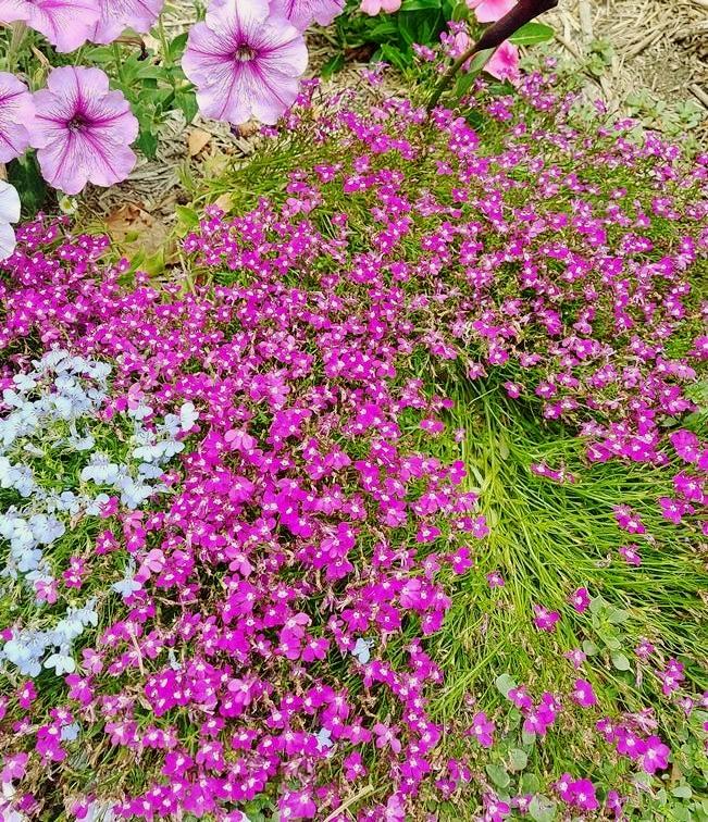 LOBELIA 'Rosamond' seeds