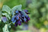 HONEYWORT Cerinthe major purpurescens seeds