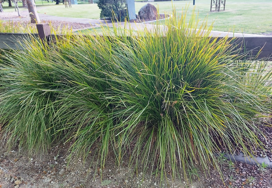 LANDSCAPING GRASS - DWARF MAT RUSH / Lomandra spicata seeds *NATIVE*