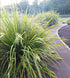 LANDSCAPING GRASS - MAT RUSH / Lomandra longifolia seeds *NATIVE*