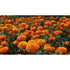 MARIGOLD 'Hawaii' / African Marigold - Boondie Seeds