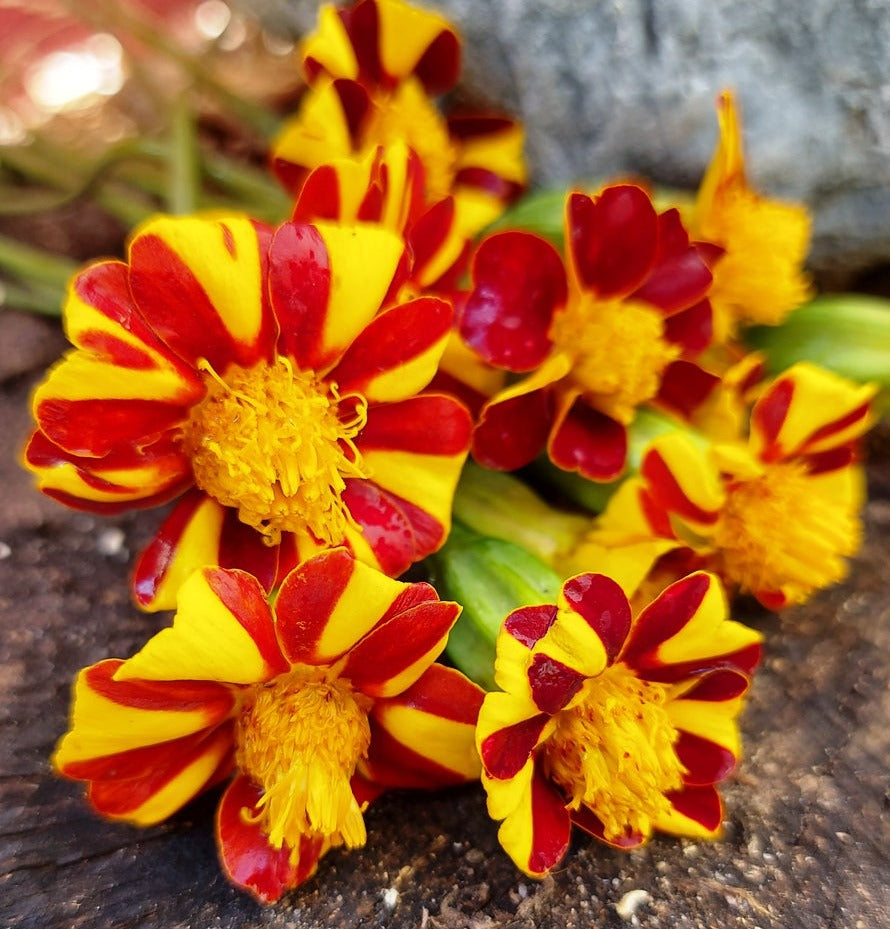 FRENCH MARIGOLD 'Court Jester' seeds *DWARF*