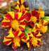 FRENCH MARIGOLD 'Court Jester' seeds *DWARF*