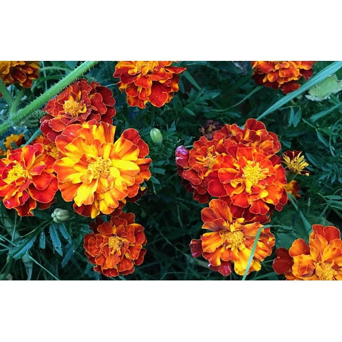 MARIGOLD 'Tiger Eyes' seeds – Boondie Seeds