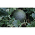 ROCKMELON 'Collective Farmwoman' - Boondie Seeds