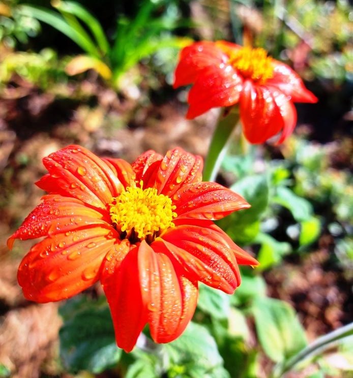 MEXICAN SUNFLOWER seeds