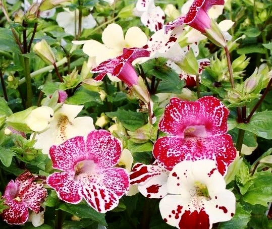 MIMULUS / MUSK FLOWER / Tiger Monkey Flower Mix seeds