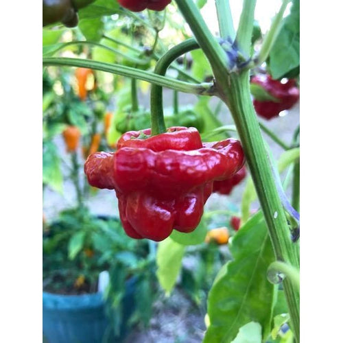 CHILLI 'Mushroom / Jamaican Red' - Boondie Seeds