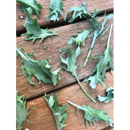 KALE 'Bear Necessities' - Boondie Seeds