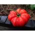 TOMATO 'Costoluto Fiorentino' - Boondie Seeds