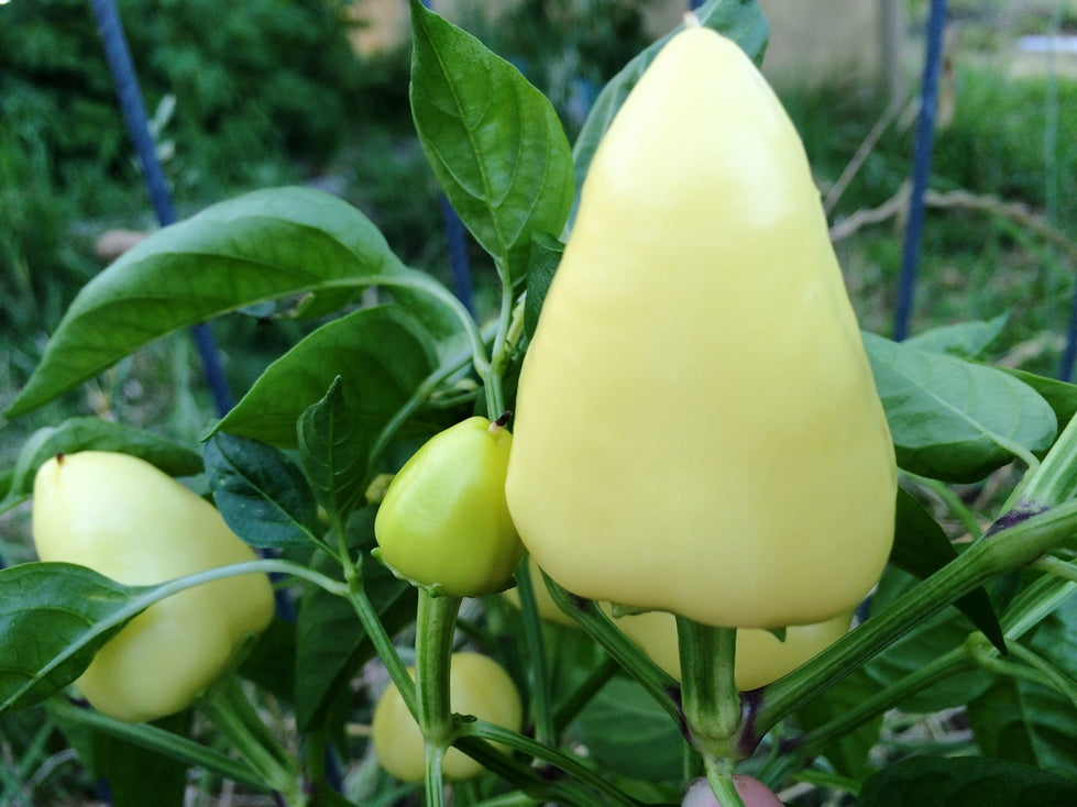 CHILLI / CAPSICUM 'Bogyiszlo'  *RARE* Paprika seeds