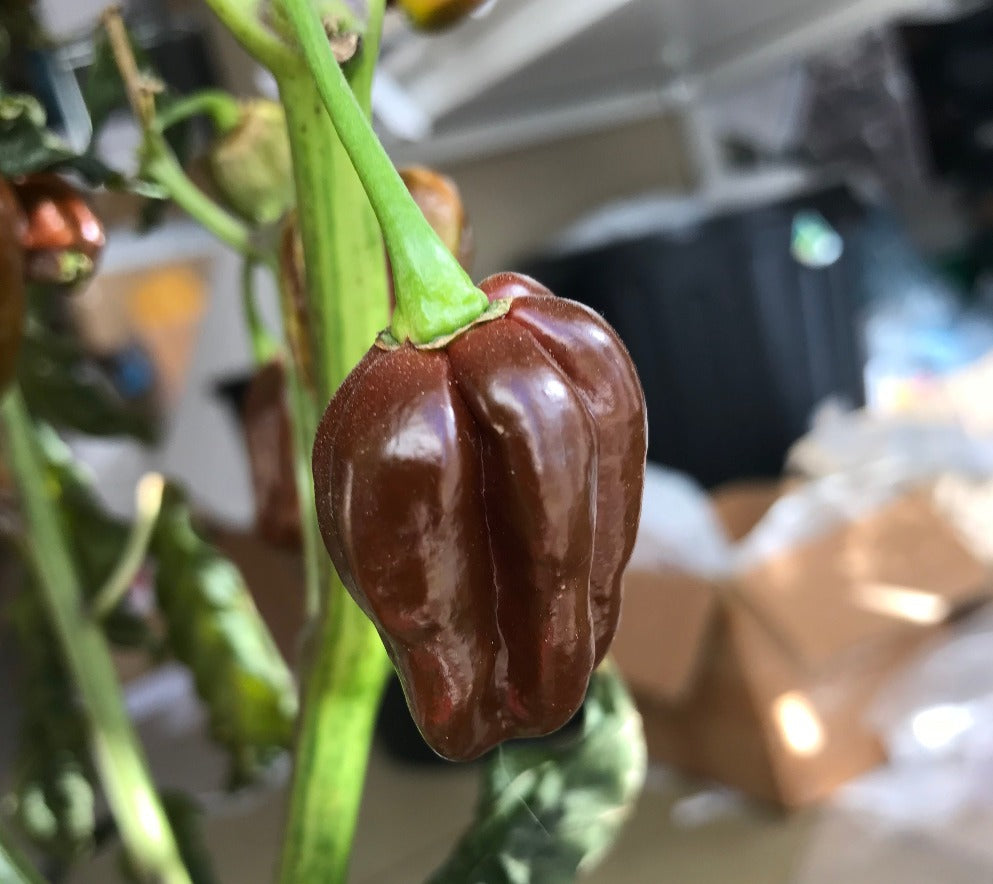 CHILLI 'Habanero Chocolate' seeds