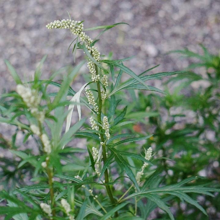 MUGWORT seeds