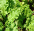 MUSTARD 'Giant Southern Curled' seeds