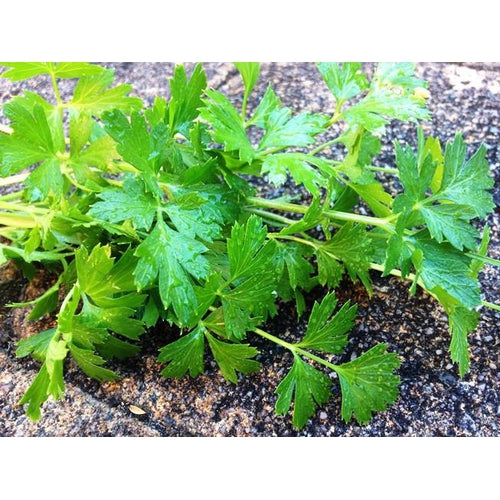 PARSLEY 'Italian' Broad leaf - Boondie Seeds