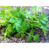 PARSLEY 'Italian' Broad leaf - Boondie Seeds