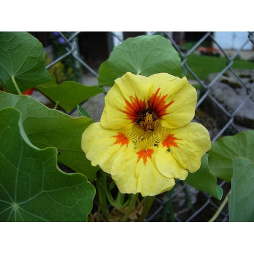 NASTURTIUM 'Peach Melba' seeds