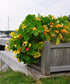 NASTURTIUM 'Trailing Mixed' seeds