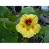 NASTURTIUM 'Peach Melba' seeds