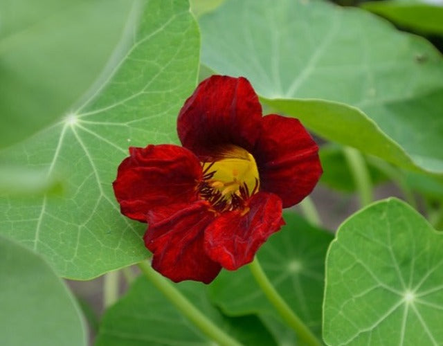 NASTURTIUM 'Black Velvet' seeds