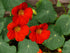 NASTURTIUM 'Scarlet Gleam' seeds