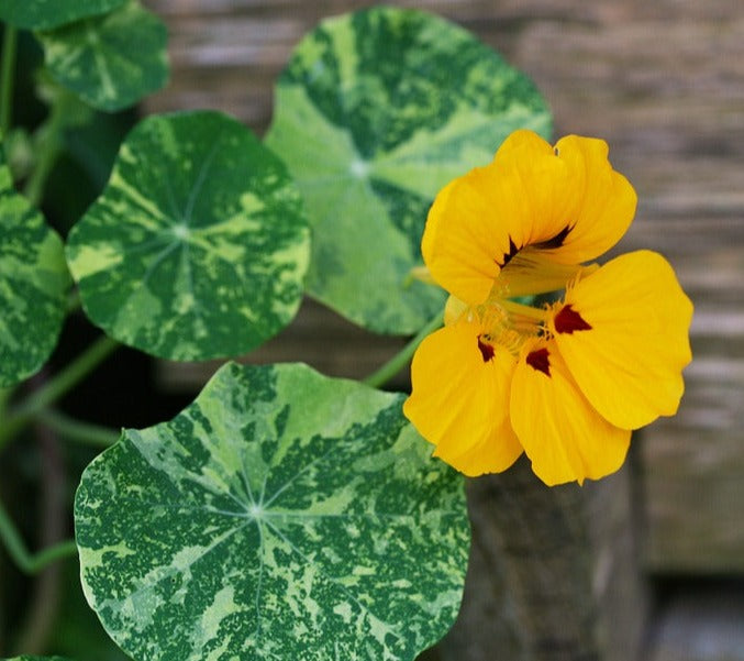 NASTURTIUM 'Alaska Variegated Mix' seeds