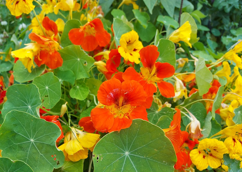 NASTURTIUM 'Trailing Mixed' seeds