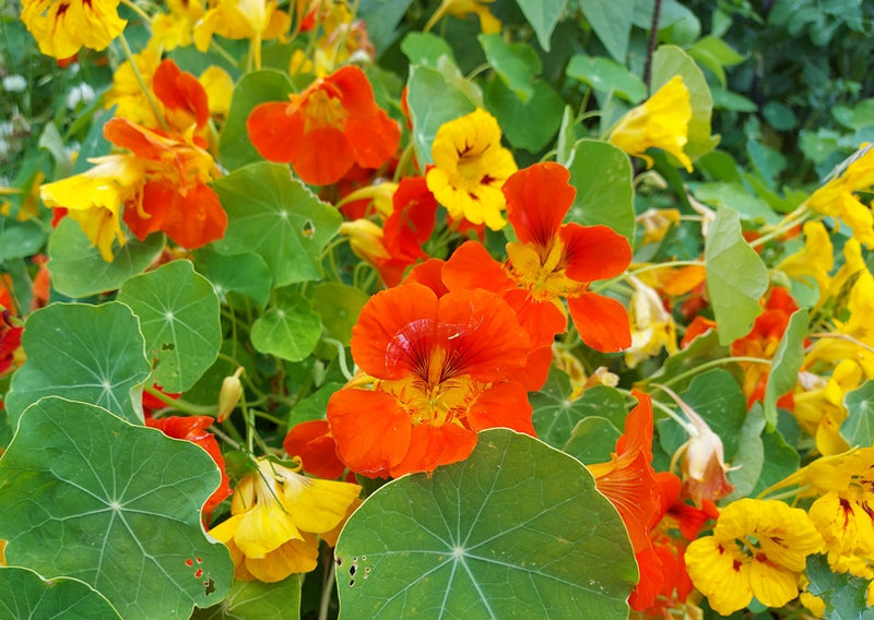 Nasturtium 'trailing Mixed' Seeds – Boondie Seeds