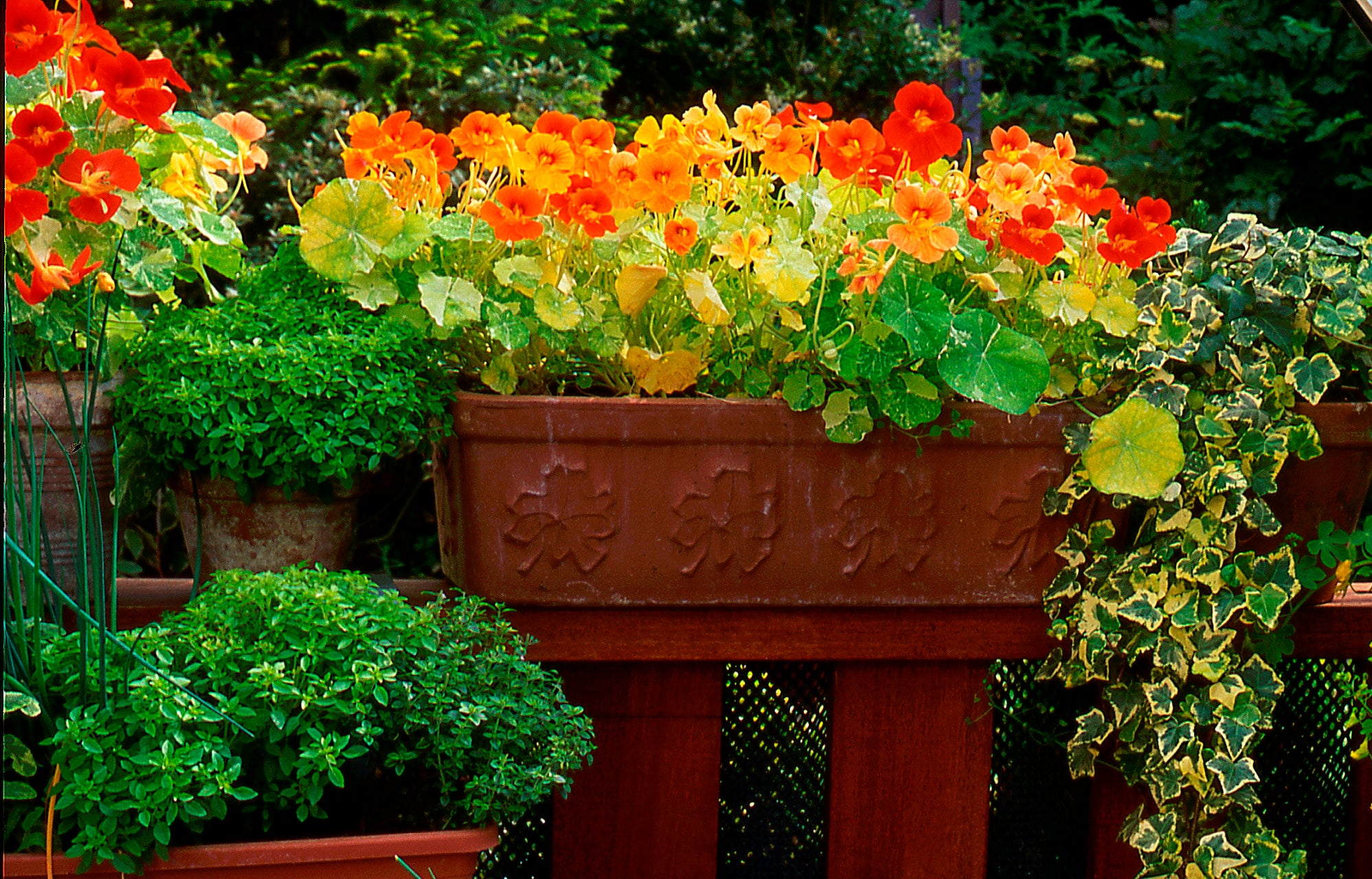 NASTURTIUM 'Double Jewel Mixed' seeds *DWARF*