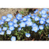 NEMOPHILA 'Baby Blue Eyes' - Boondie Seeds