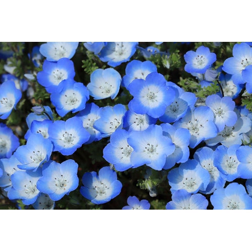 NEMOPHILA 'Baby Blue Eyes' - Boondie Seeds