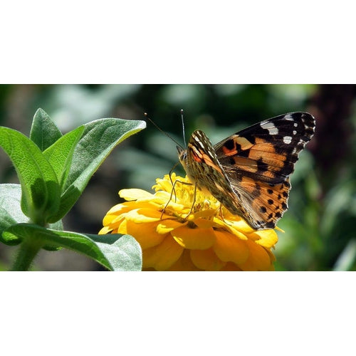 ZINNIA 'Canary Bird Yellow' - Boondie Seeds