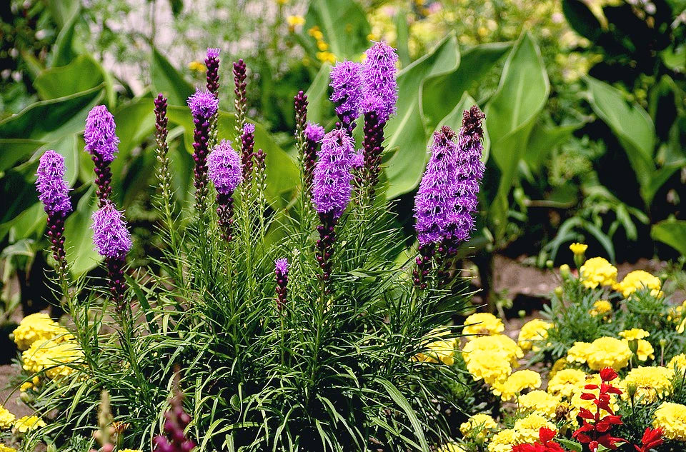 BLAZING STARS / LIATRIS seeds