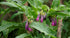 COMFREY seeds