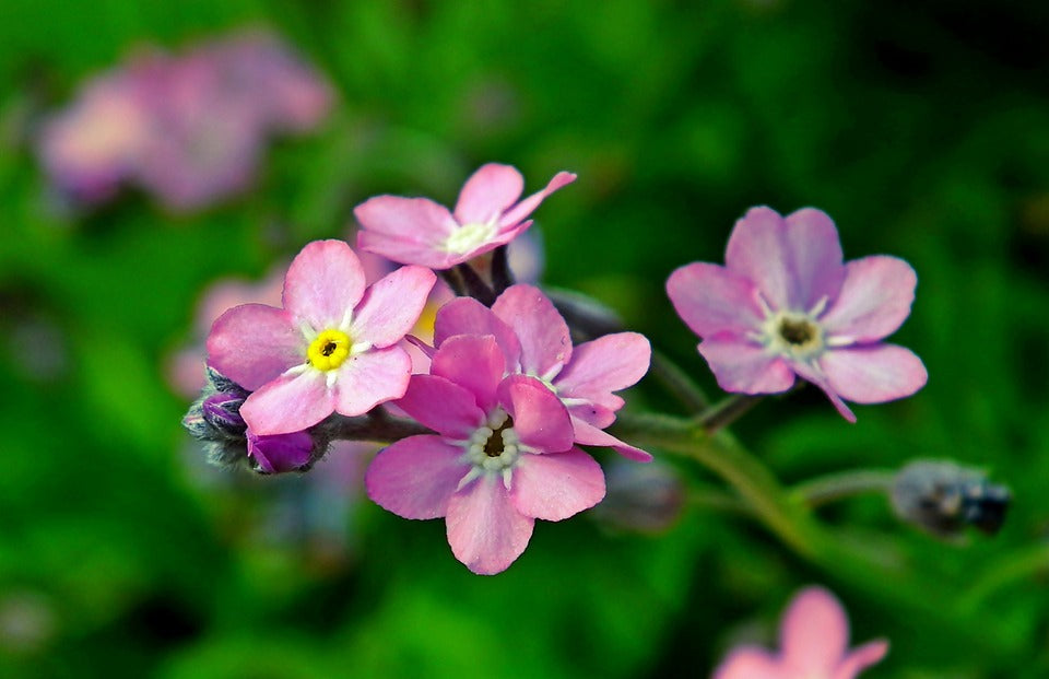 FORGET ME NOT Rose seeds