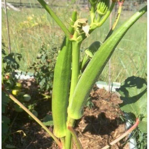 OKRA 'Philippine Lady Finger' - Boondie Seeds