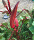 OKRA 'Burgundy' seeds