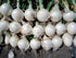 MINI ONION 'Pompei' / Pearl onion seeds