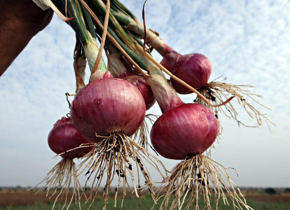 ONION 'Red Burgundy' seeds