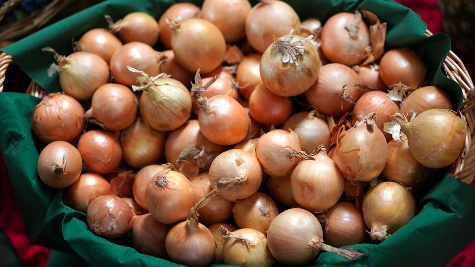 ONION 'GLADALAN BROWN' seeds