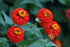 ZINNIA 'Lilliput Red' seeds