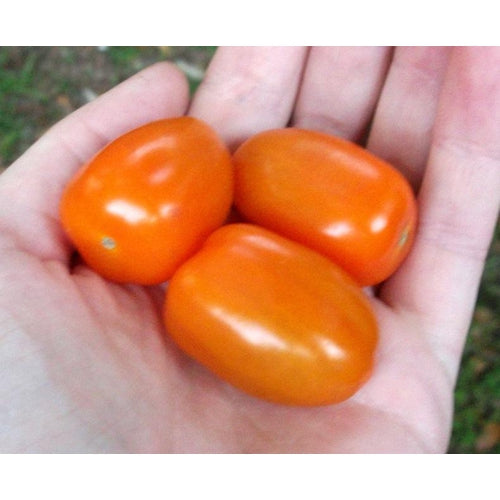 TOMATO 'Orange Cherry' - Boondie Seeds